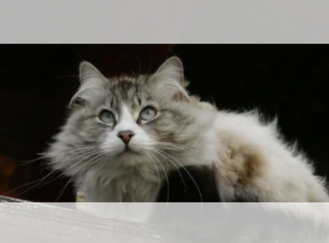 Mug magique noir - 💡 Choisissez un pack (4 ou 6) pour profiter du prix réduit